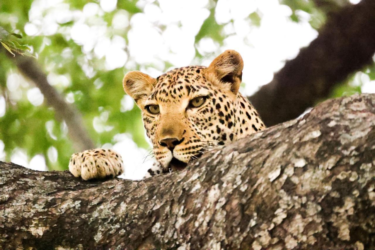 Kuname alojamiento Karongwe Game Reserve Exterior foto