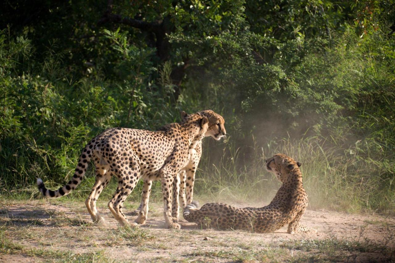 Kuname alojamiento Karongwe Game Reserve Exterior foto