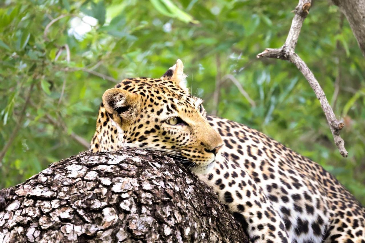 Kuname alojamiento Karongwe Game Reserve Exterior foto