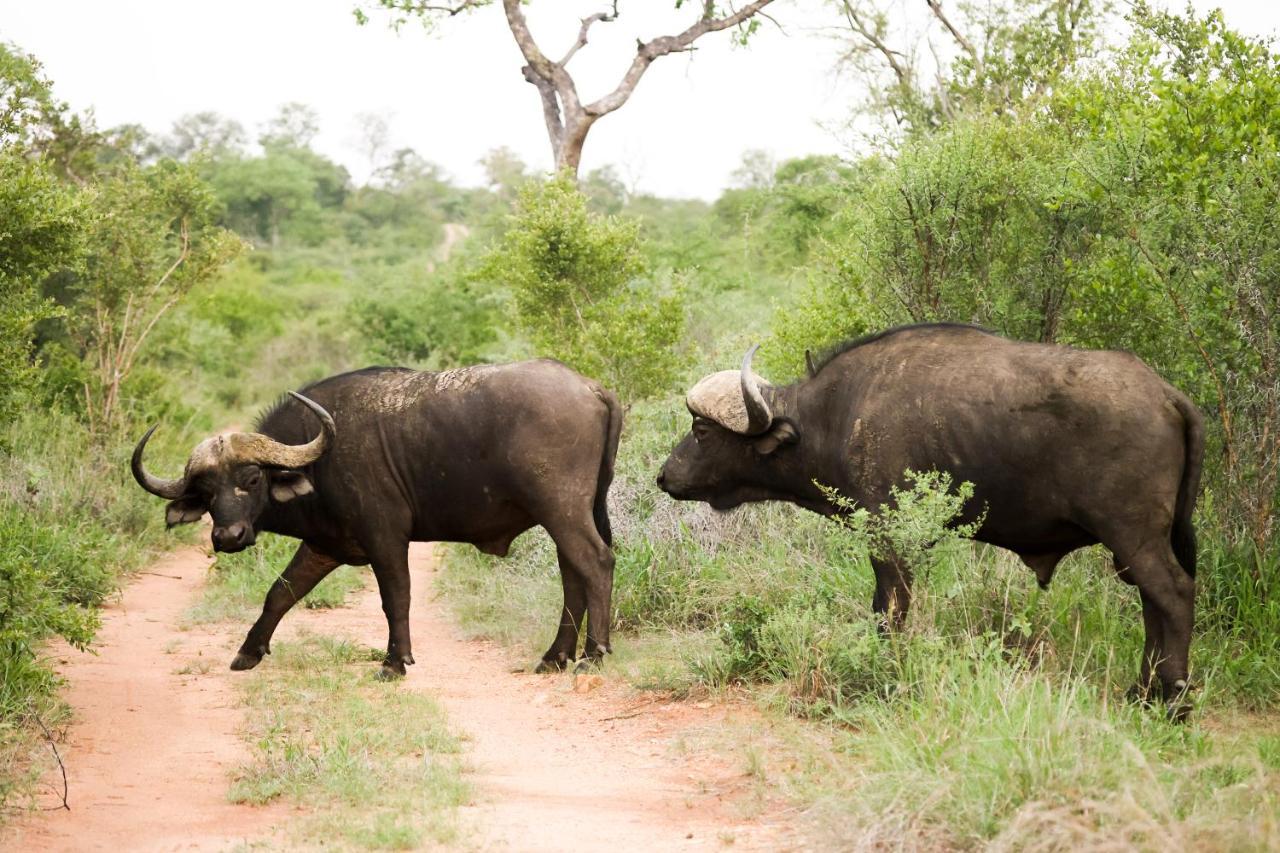 Kuname alojamiento Karongwe Game Reserve Exterior foto