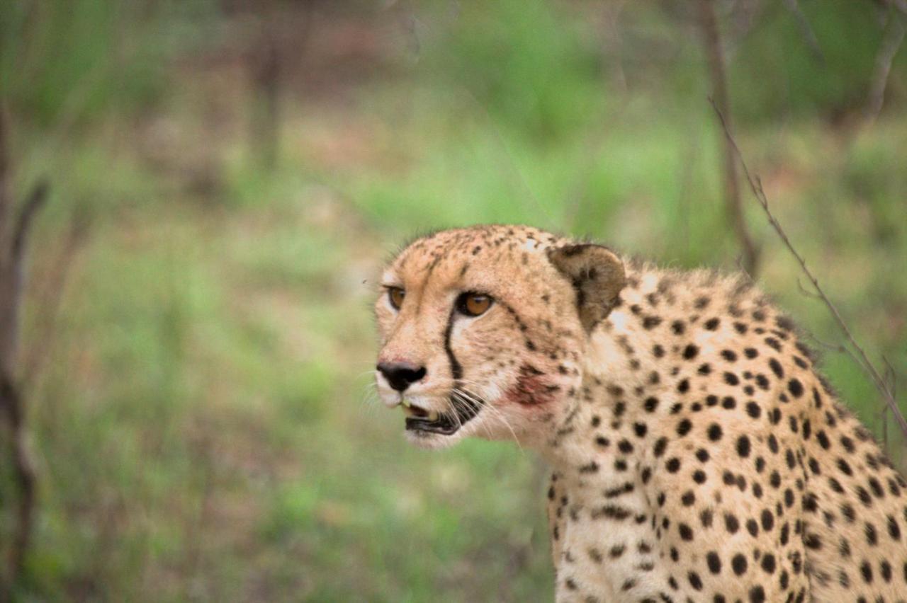 Kuname alojamiento Karongwe Game Reserve Exterior foto