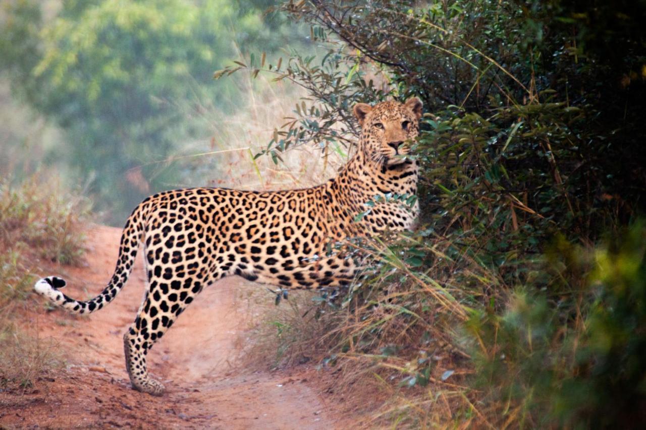 Kuname alojamiento Karongwe Game Reserve Exterior foto