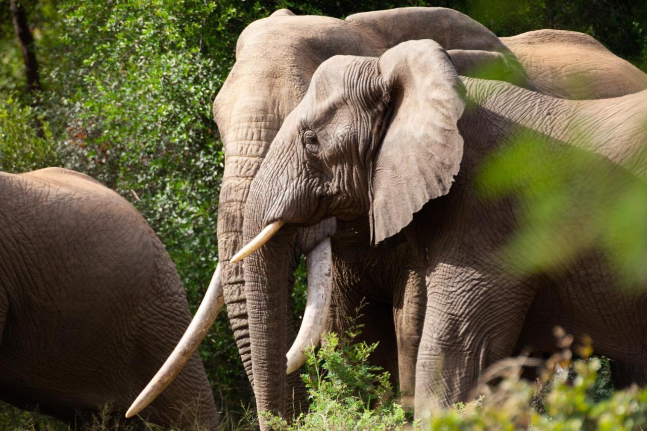 Kuname alojamiento Karongwe Game Reserve Exterior foto
