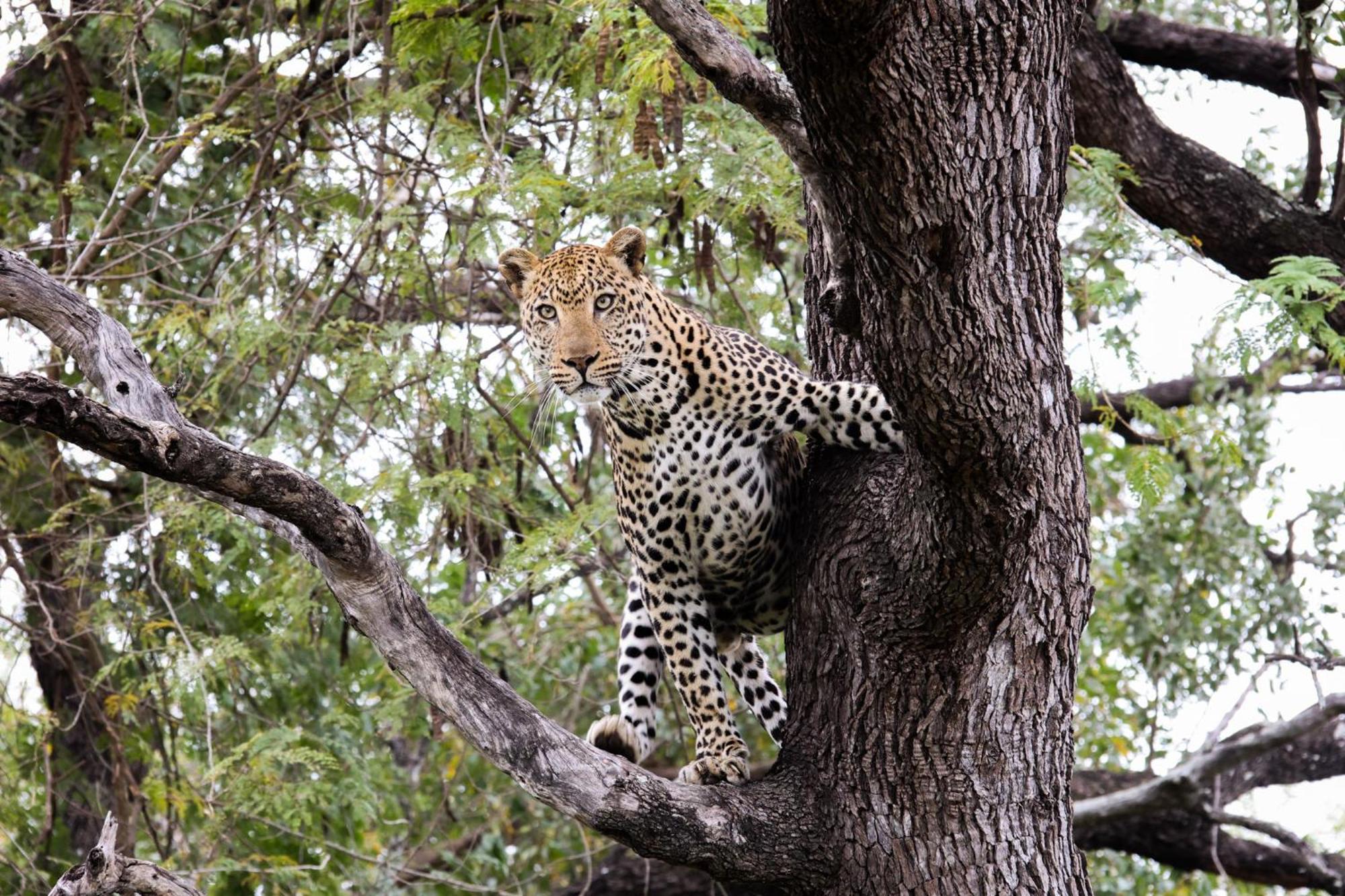 Kuname alojamiento Karongwe Game Reserve Exterior foto