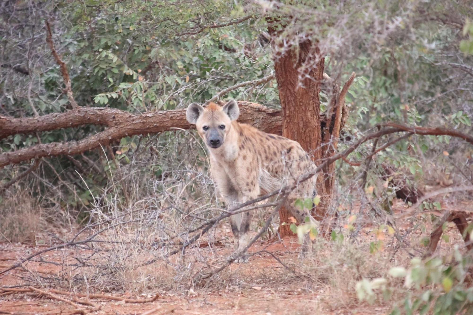 Kuname alojamiento Karongwe Game Reserve Exterior foto