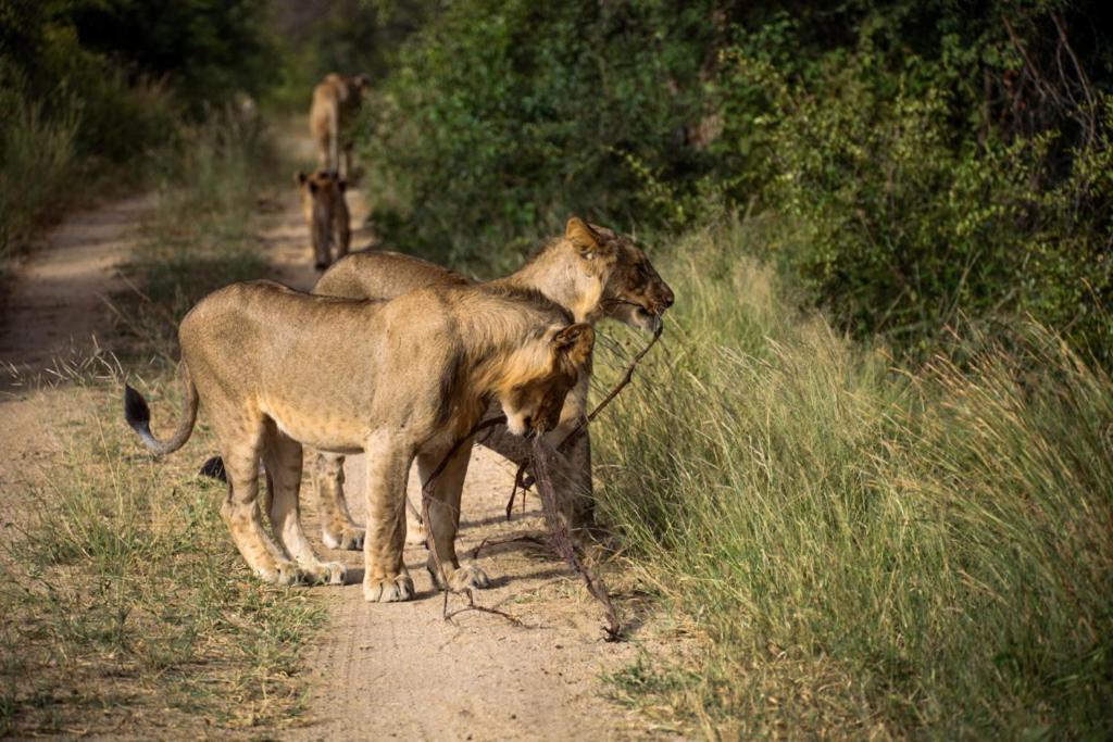 Kuname alojamiento Karongwe Game Reserve Exterior foto